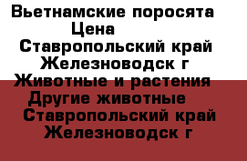 Вьетнамские поросята . › Цена ­ 2 000 - Ставропольский край, Железноводск г. Животные и растения » Другие животные   . Ставропольский край,Железноводск г.